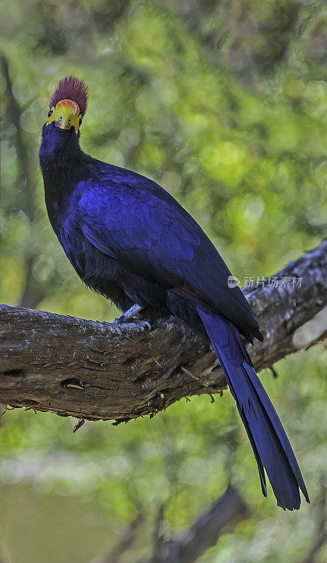 Ross’s turaco或Lady Ross’s turaco (Musophaga rossae)是一种主要为蓝紫色的非洲turaco家族的鸟，Musophagidae。